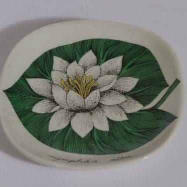 Arabia Botanica koristelautanen, Valkolumme, suunnittelija , Valkolumme, pieni, serikuva