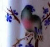 Arabia koristekuvio Papukaija