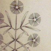 Arabia koristekuvio Diantus