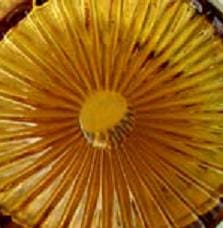 ruskea Aurinkopullo, Helena Tynell, Riihimäen lasi