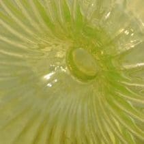 keltainen Aurinkopullo, Helena Tynell, Riihimäen lasi