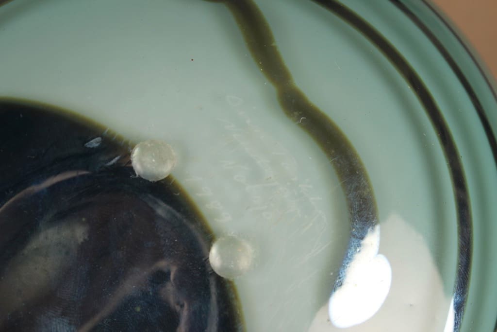 Nuutajärvi lintu , erikoistilaus, suunnittelija Oiva Toikka, erikoistilaus, signeerattu kuva 5