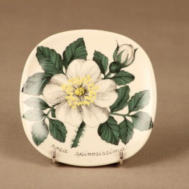 Arabia Botanica seinälautanen, Juhannusruusu, suunnittelija Esteri Tomula, Juhannusruusu, Rosa spinosissima