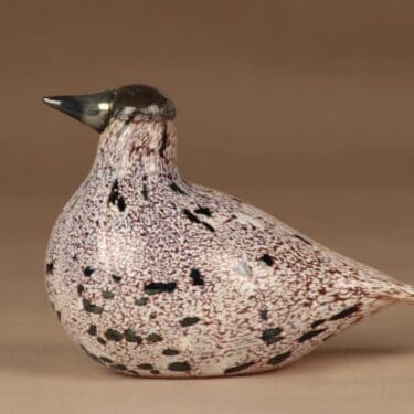 Nuutajärvi lintu Kiiruna